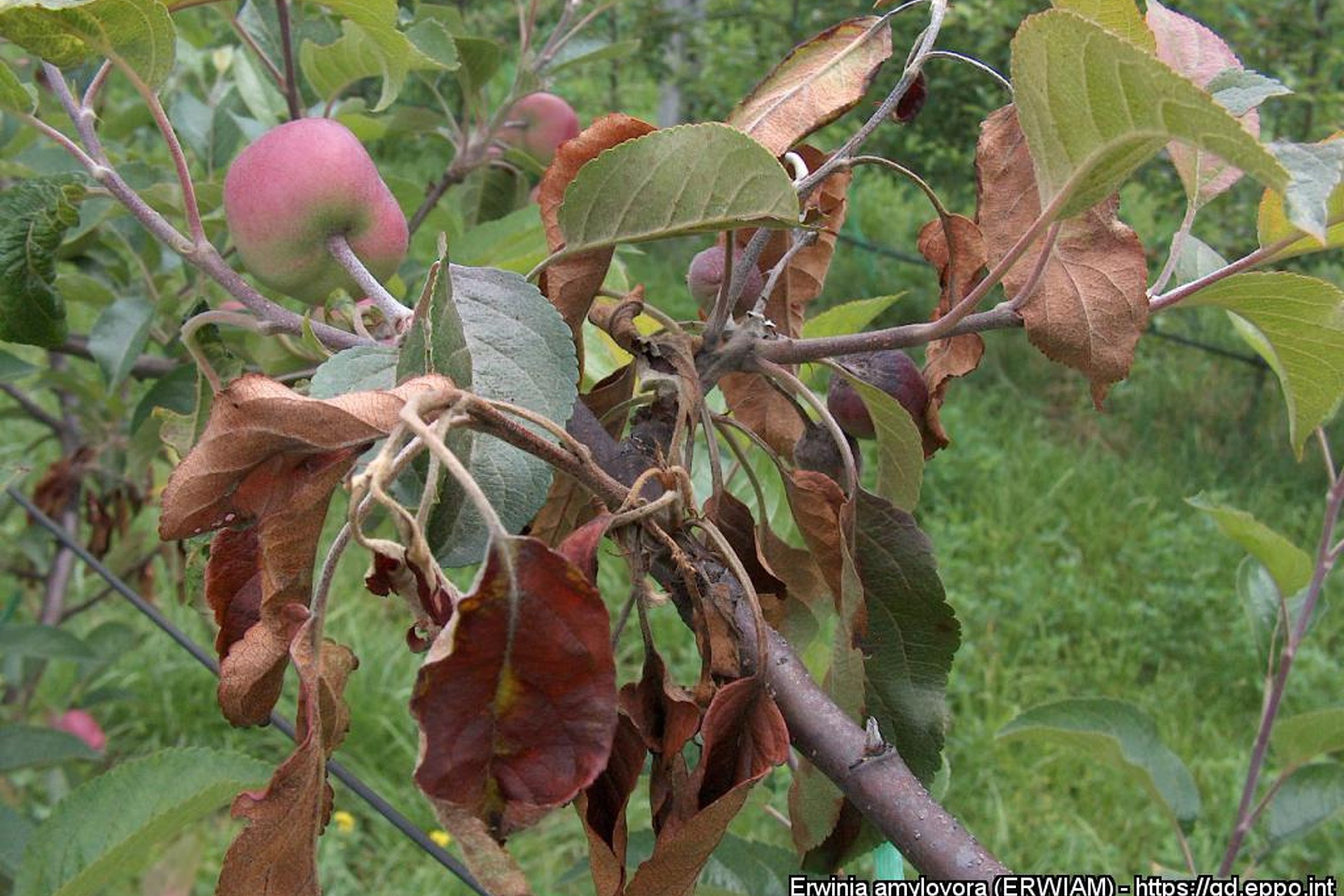 Iliustracija
