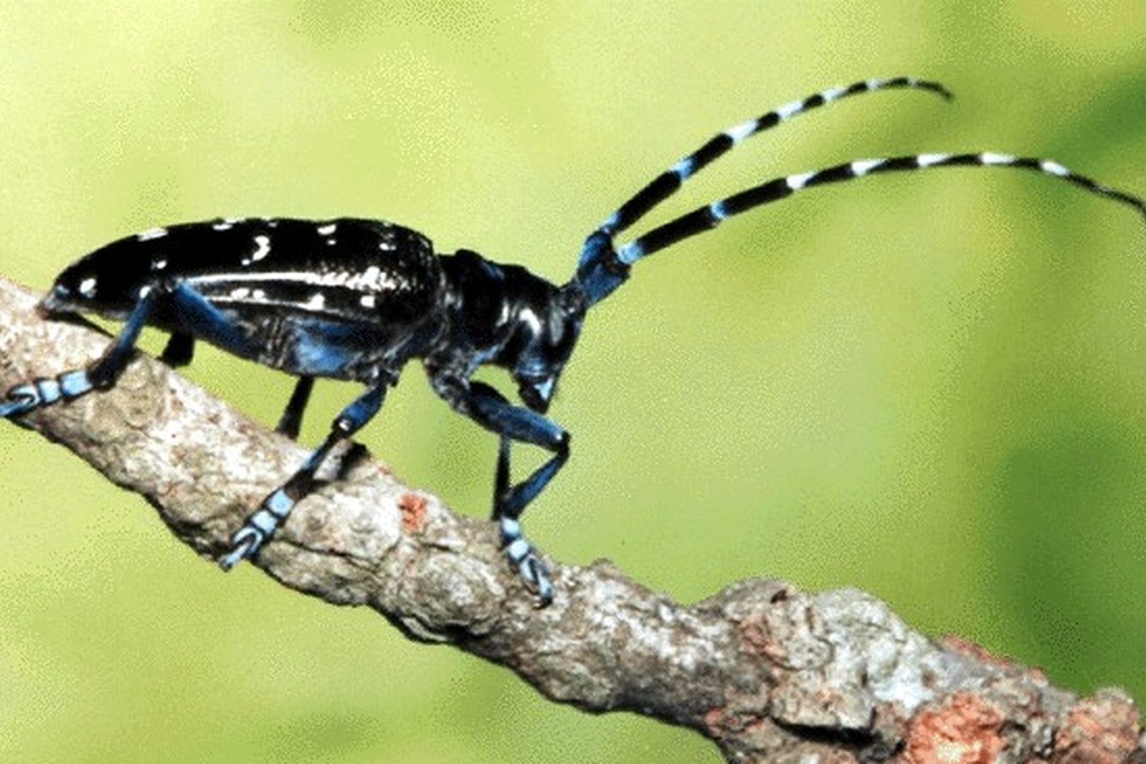 Iliustracija
