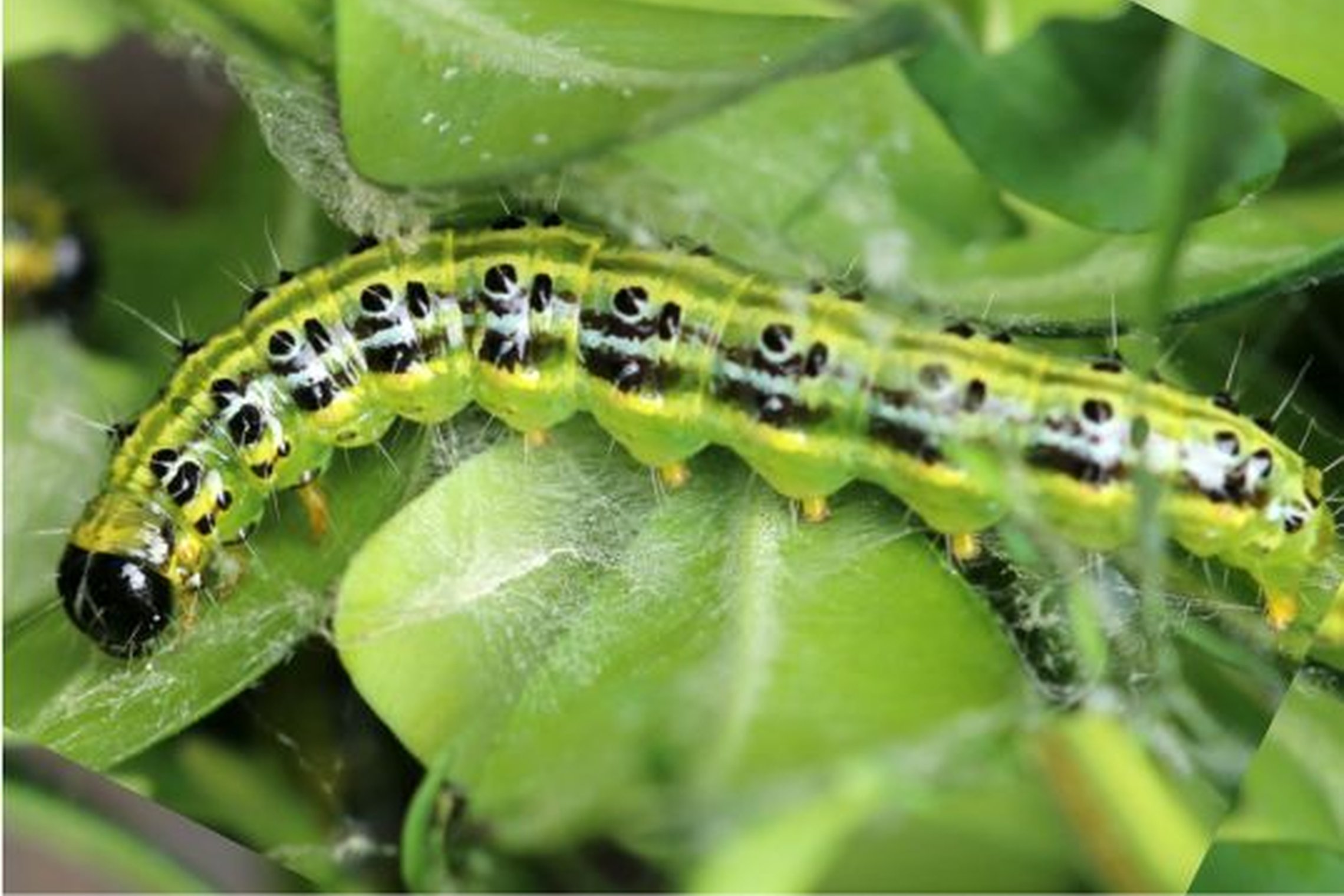 Iliustracija