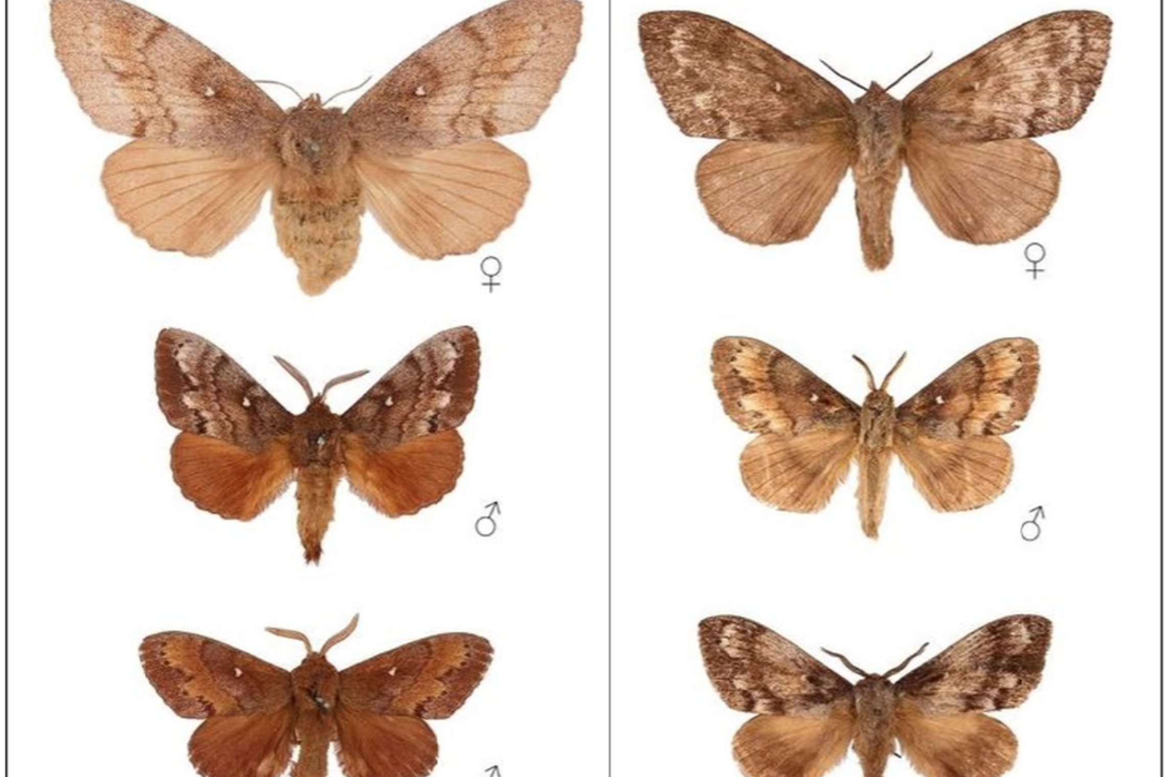 Iliustracija