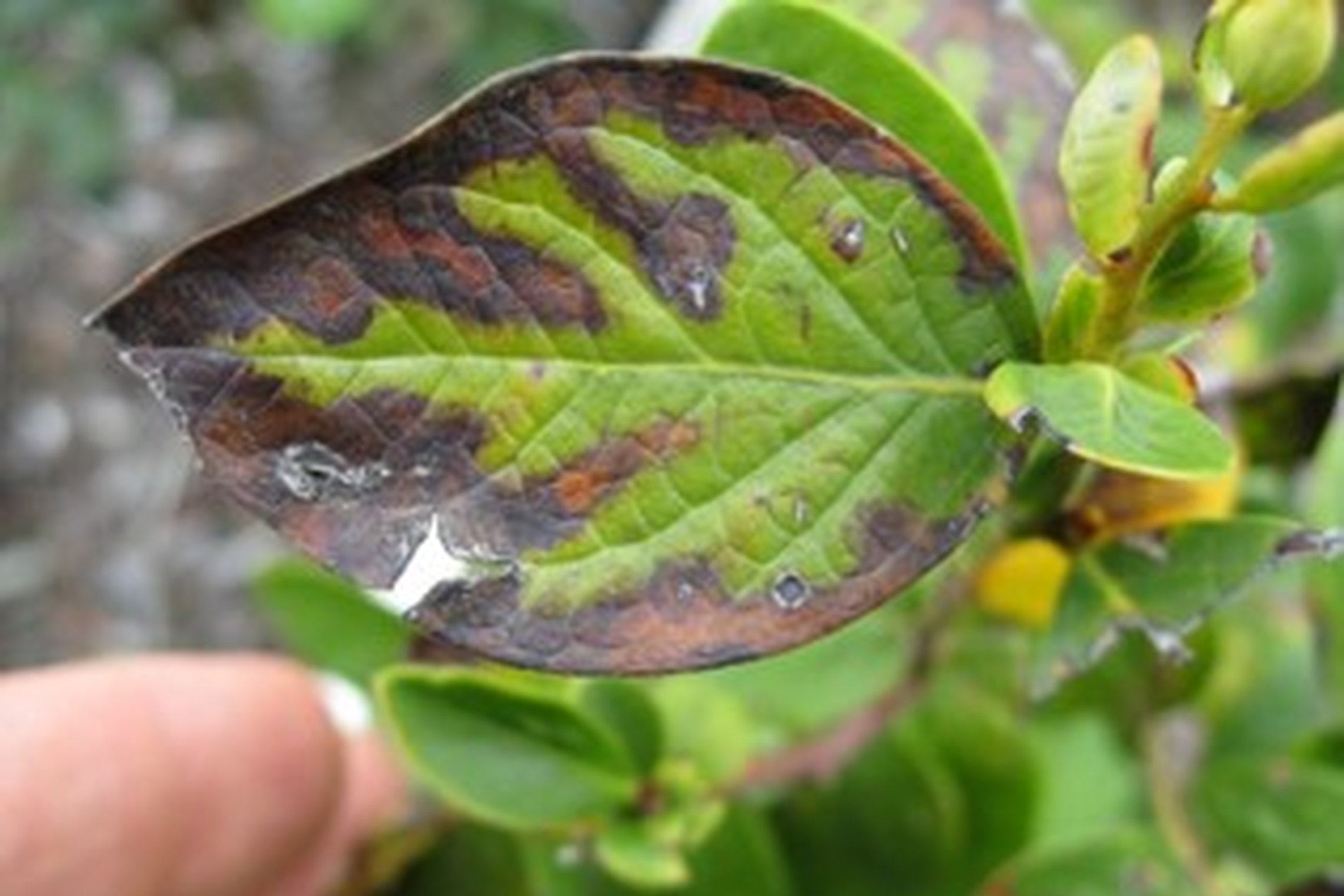 Iliustracija